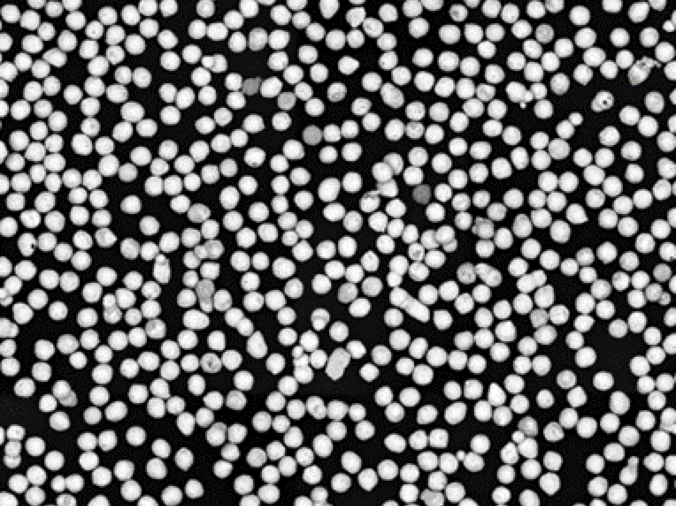 SEM micrograph of spherical gas-atomized AM powder particles